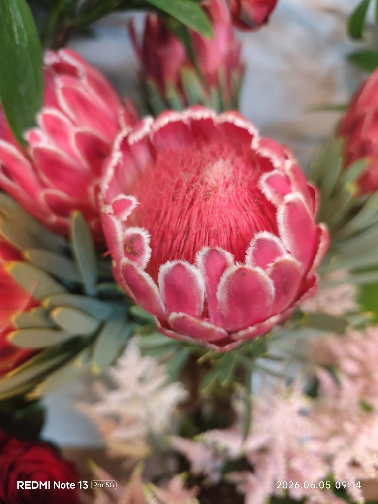 Protea detail - Kvety Splendor