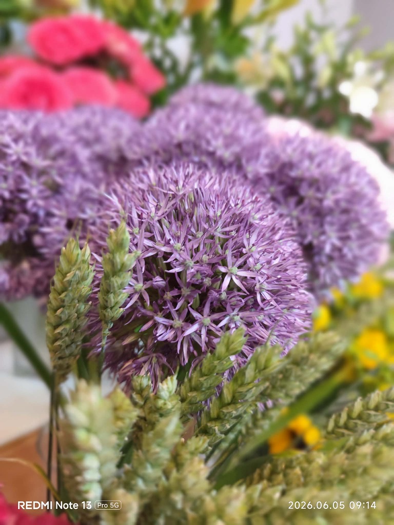 Fialové allium - Kvety Splendor